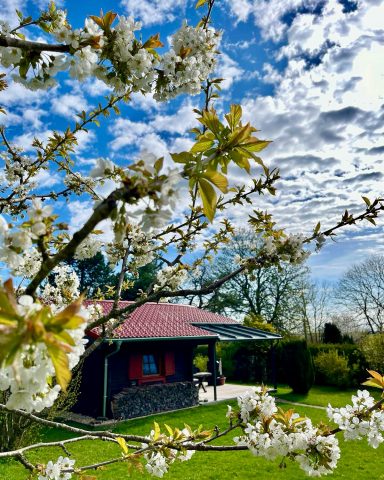 Blühender Baum vor einem Haus unter einem bewölkten Himmel.