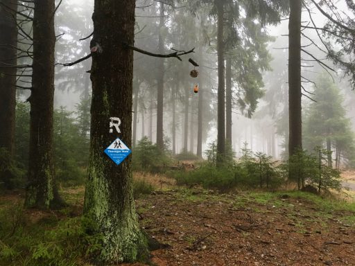 Der Rennsteig Ein verschwommener Wald mit Bäumen, einem blauen Schild und dichter Nebel.